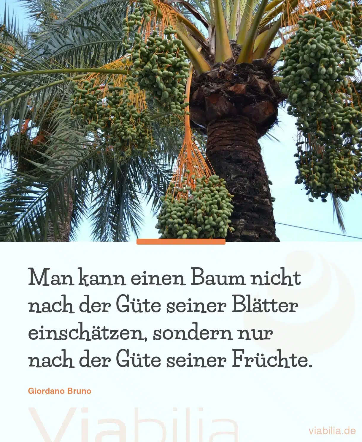 Spruch: Baum nach der Güte seiner Früchte einschätzen