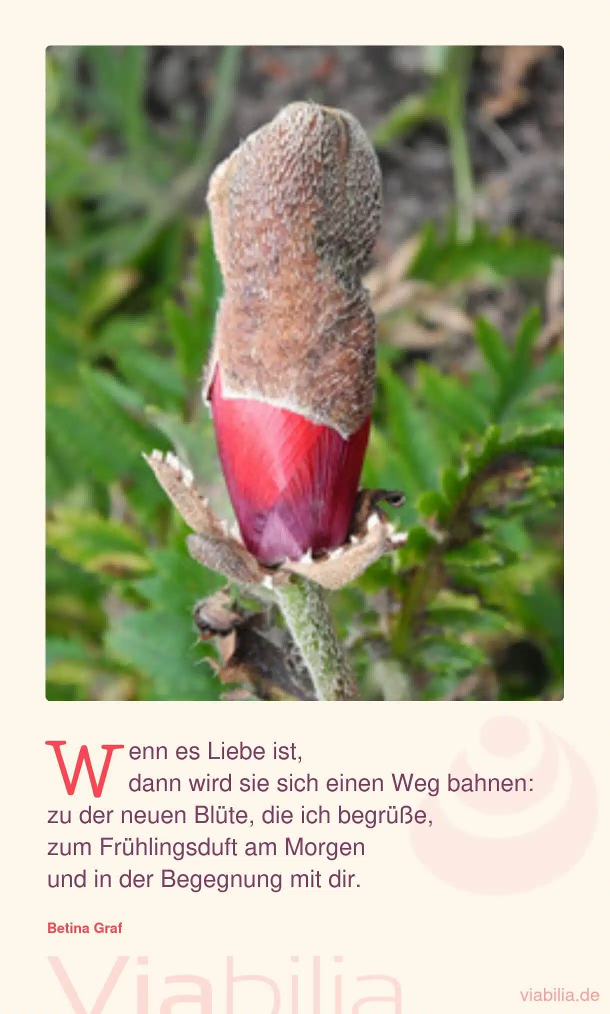 Spruch über die Liebe von Betina Graf