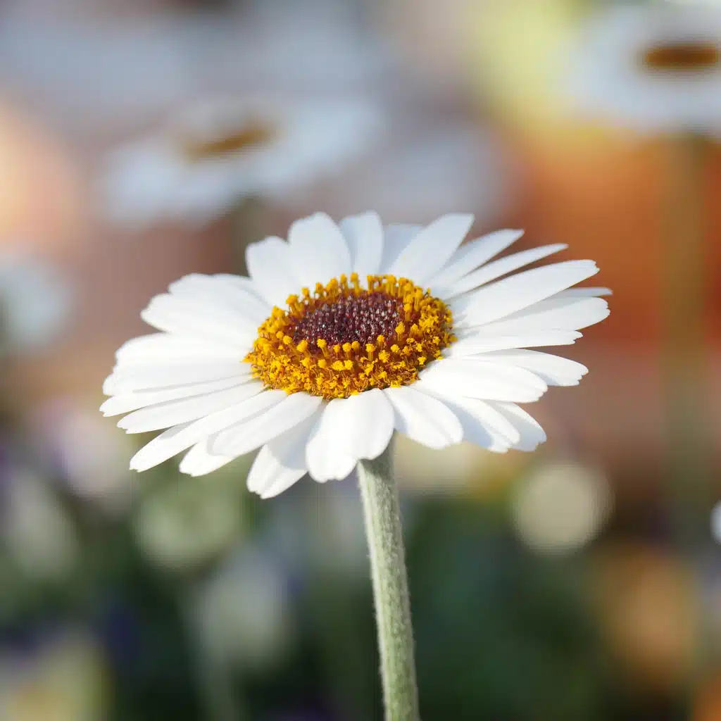 Blumensprüche mit schönen Bildern