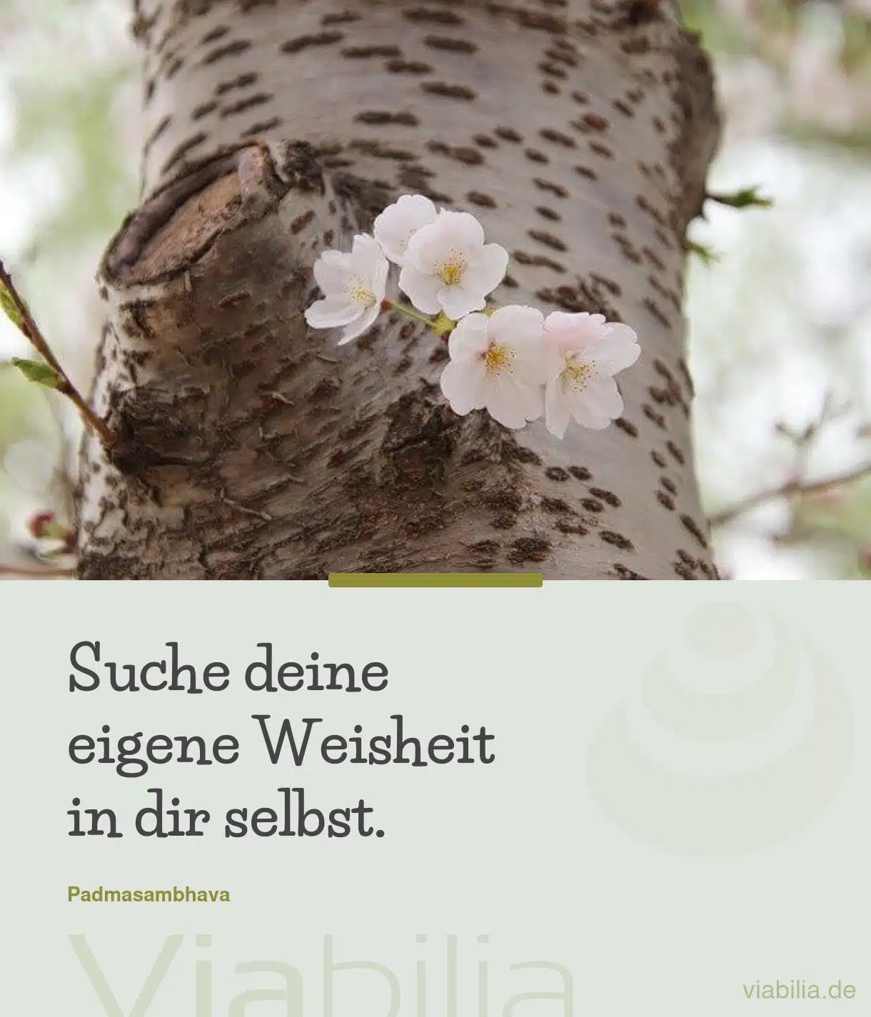 Buddhistischer Spruch: Weisheit in dir selbst