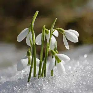 Schneeglöckchen als Symbol für Frühlingsgrüße