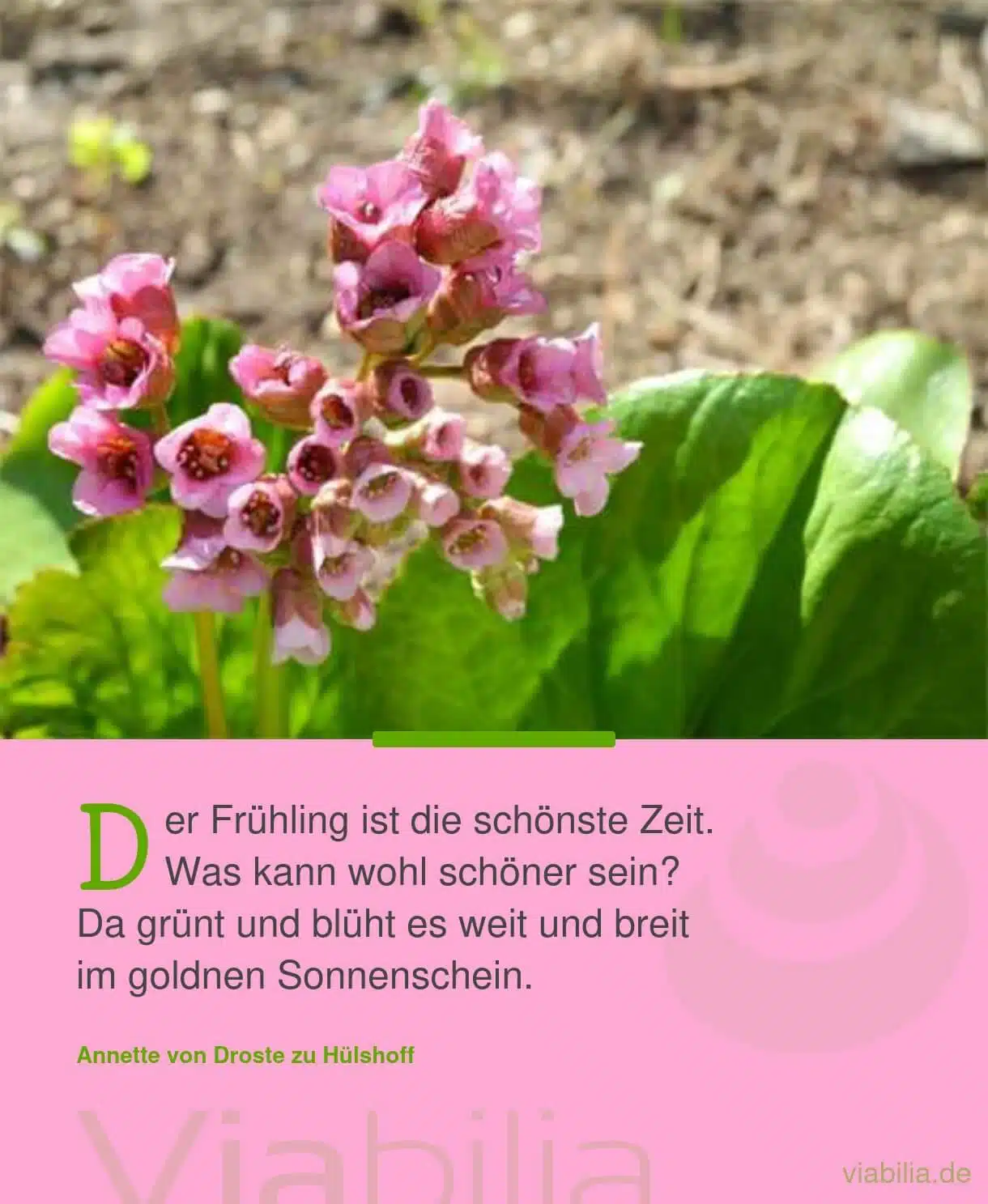 Gedicht: der Frühling ist die schönste Zeit