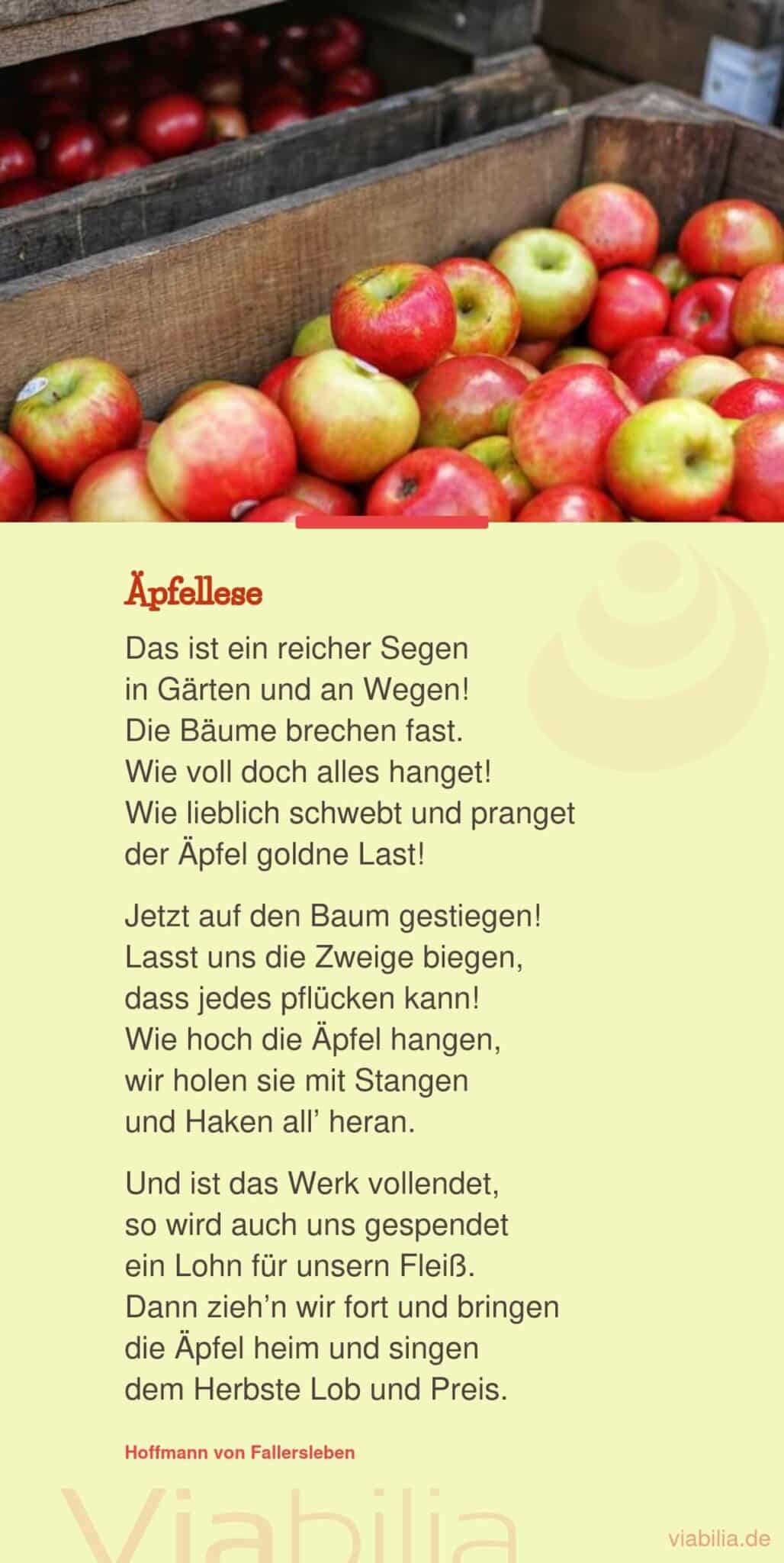 Herbstgedicht zur Äpfellese