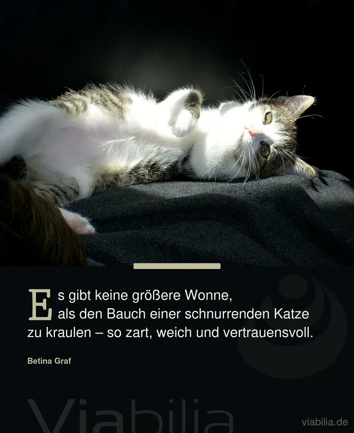 Katzenspruch: die Wonne, den Bauch einer schnurrenden Katze zu streicheln