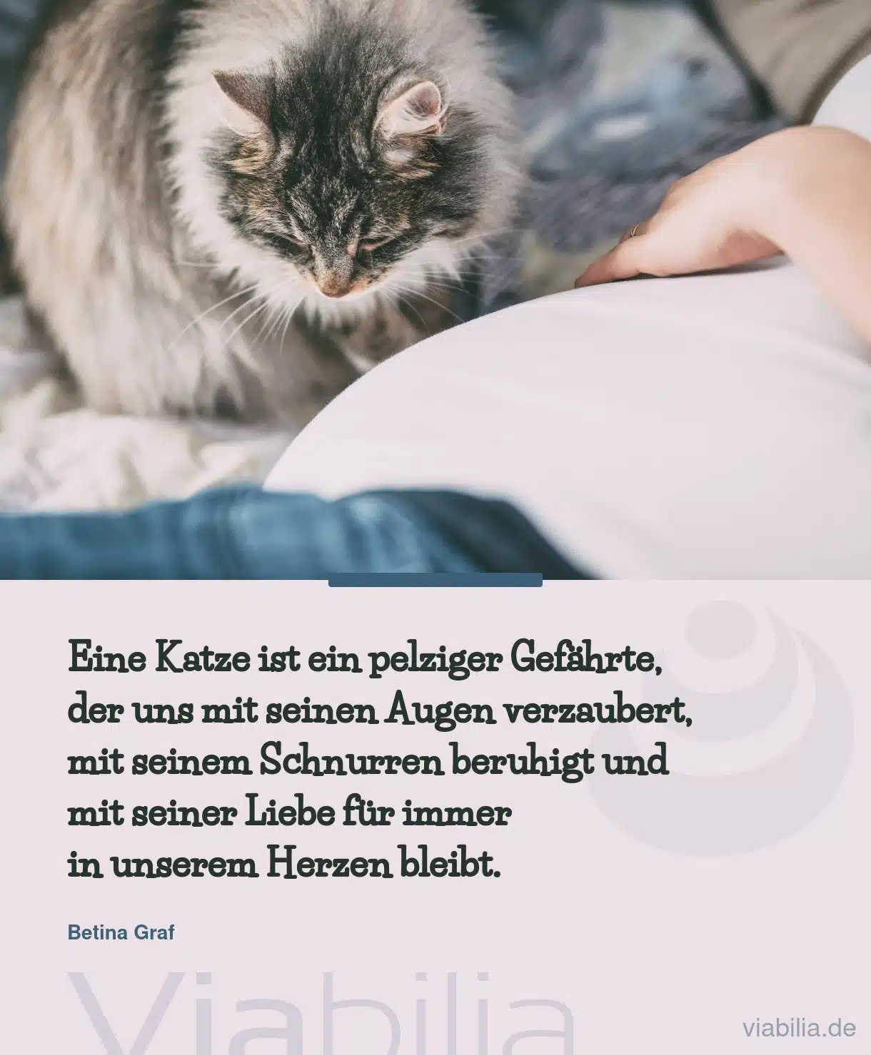 Katzensprüche, hier Spruch: Katze als pelziger Gefährte