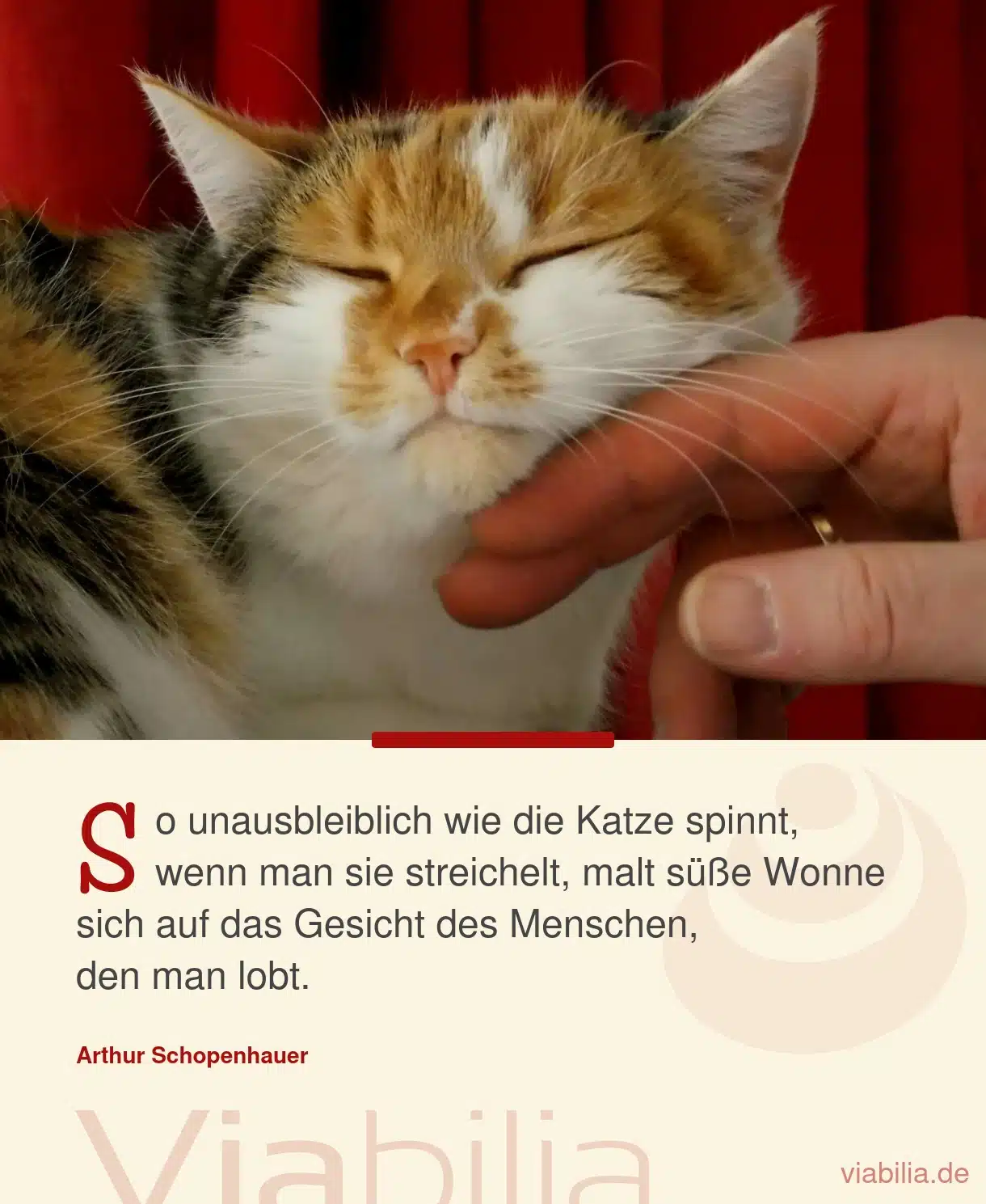 Schöner Katzenspruch: So unausbleiblich wie die Katze spinnt