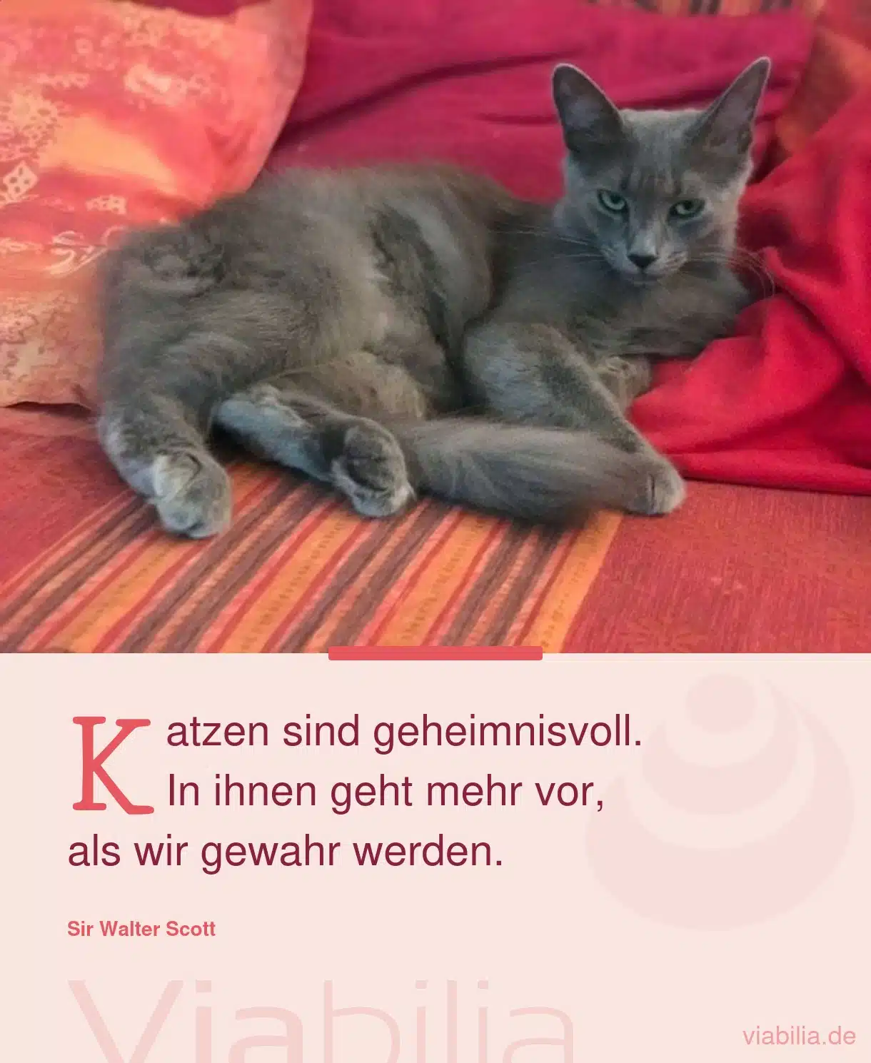 Katzenspruch: Katzen sind geheimnisvolle Wesen