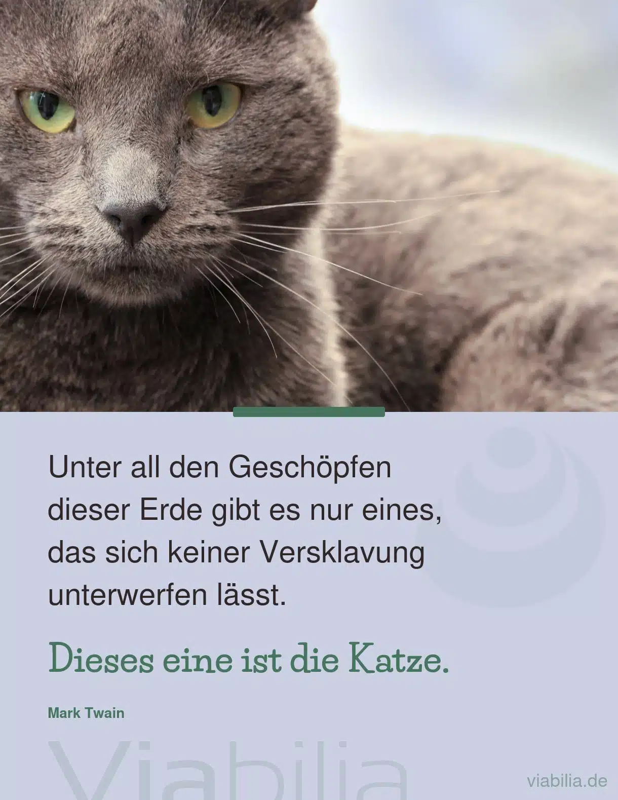 Katzenspruch: Katzen lassen sich nicht verklaven