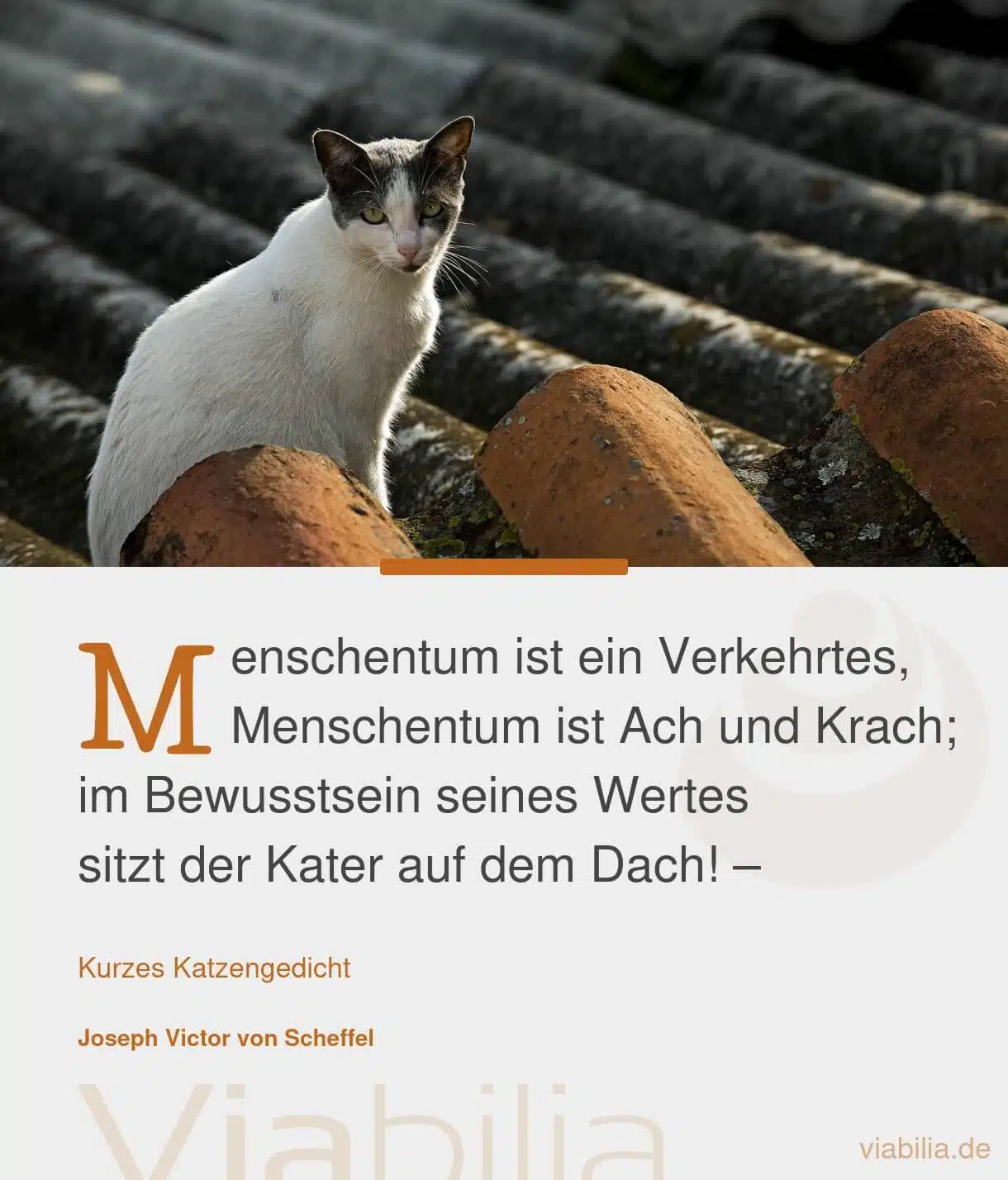 Spruch mit Katzenbild über den Kater auf dem Dach