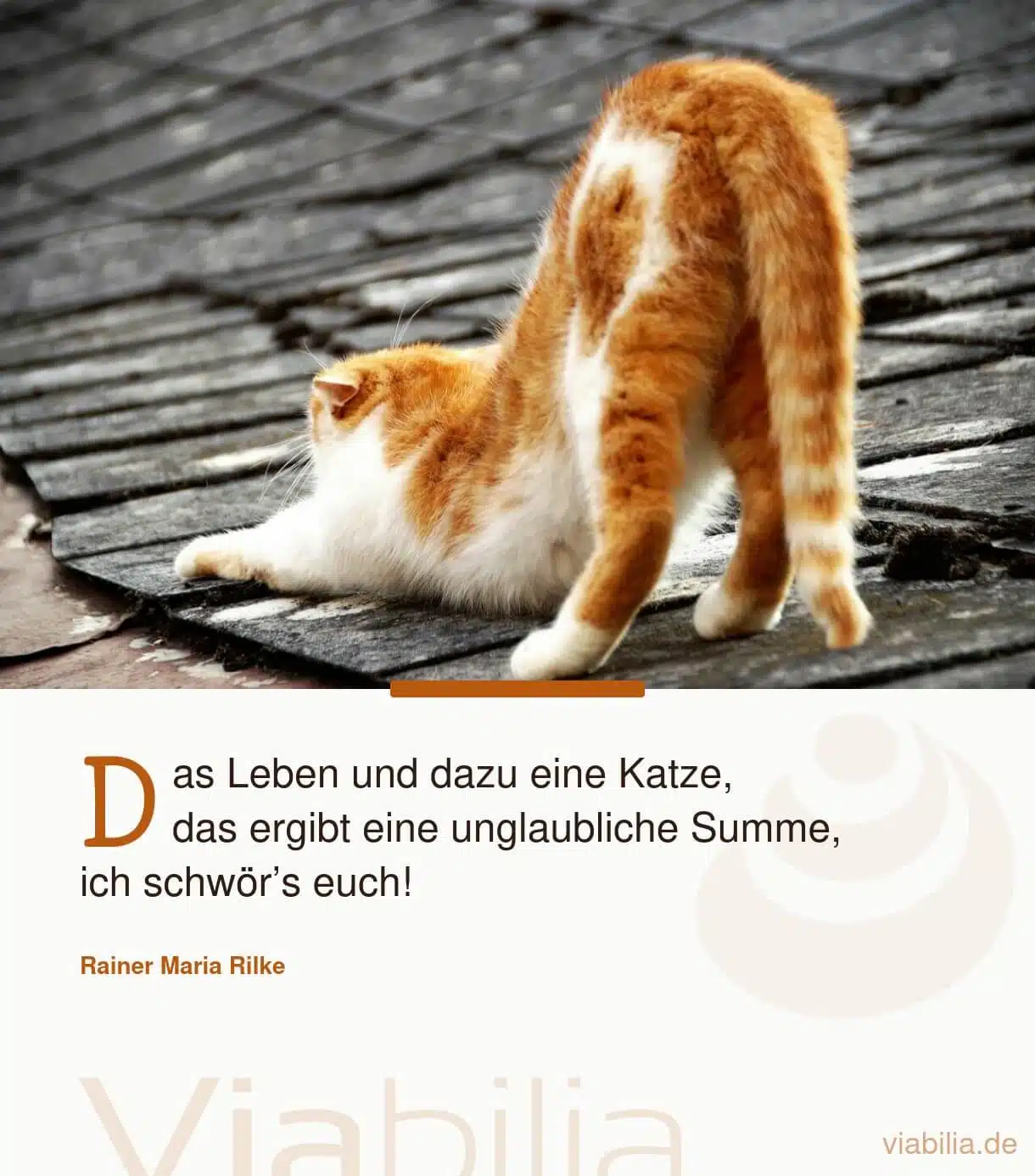 Katzenspruch über das Leben - eine Katze zu haben, ist einfach wundervoll