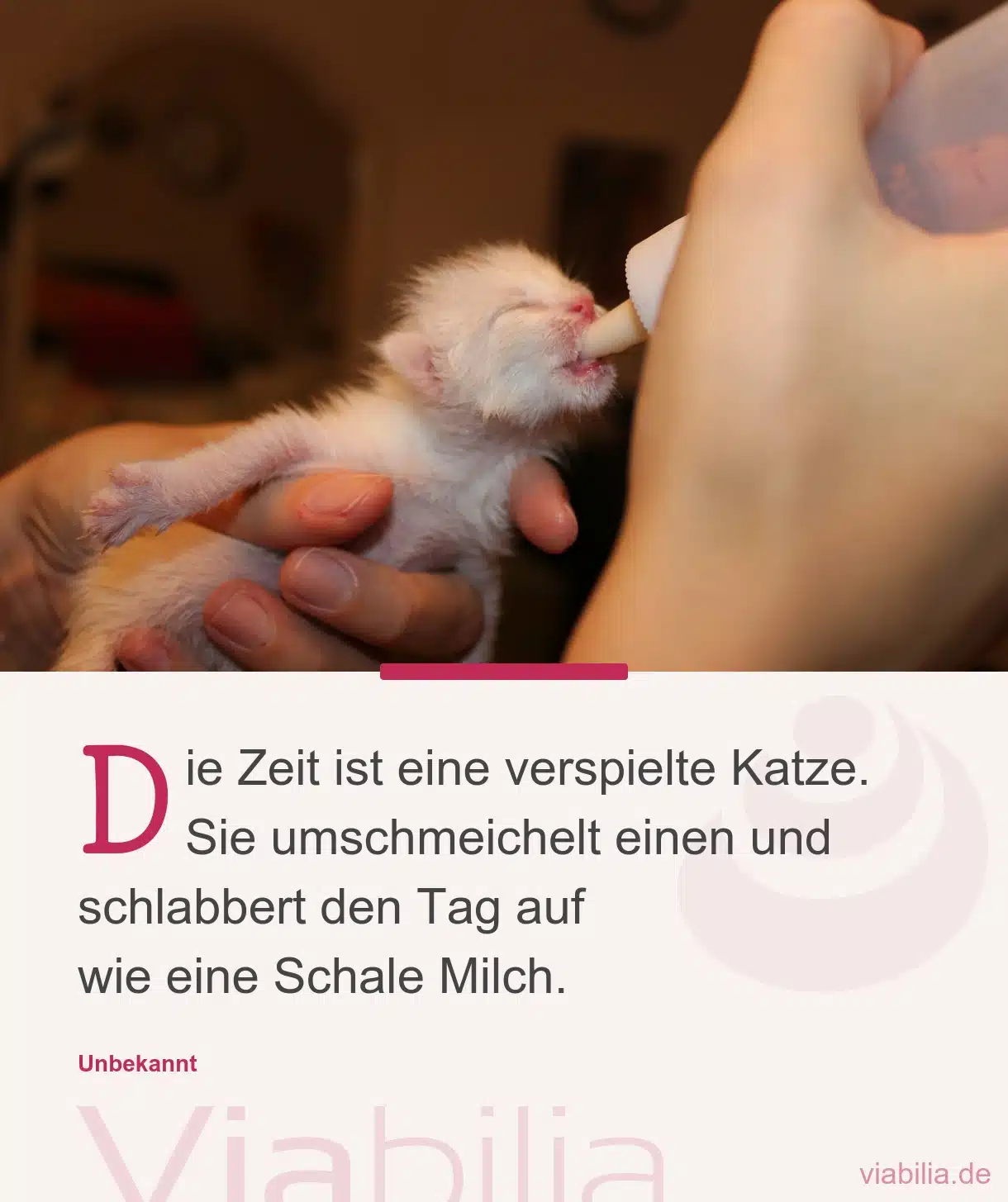 Katzenspruch: Zeit ist verspielte Katze