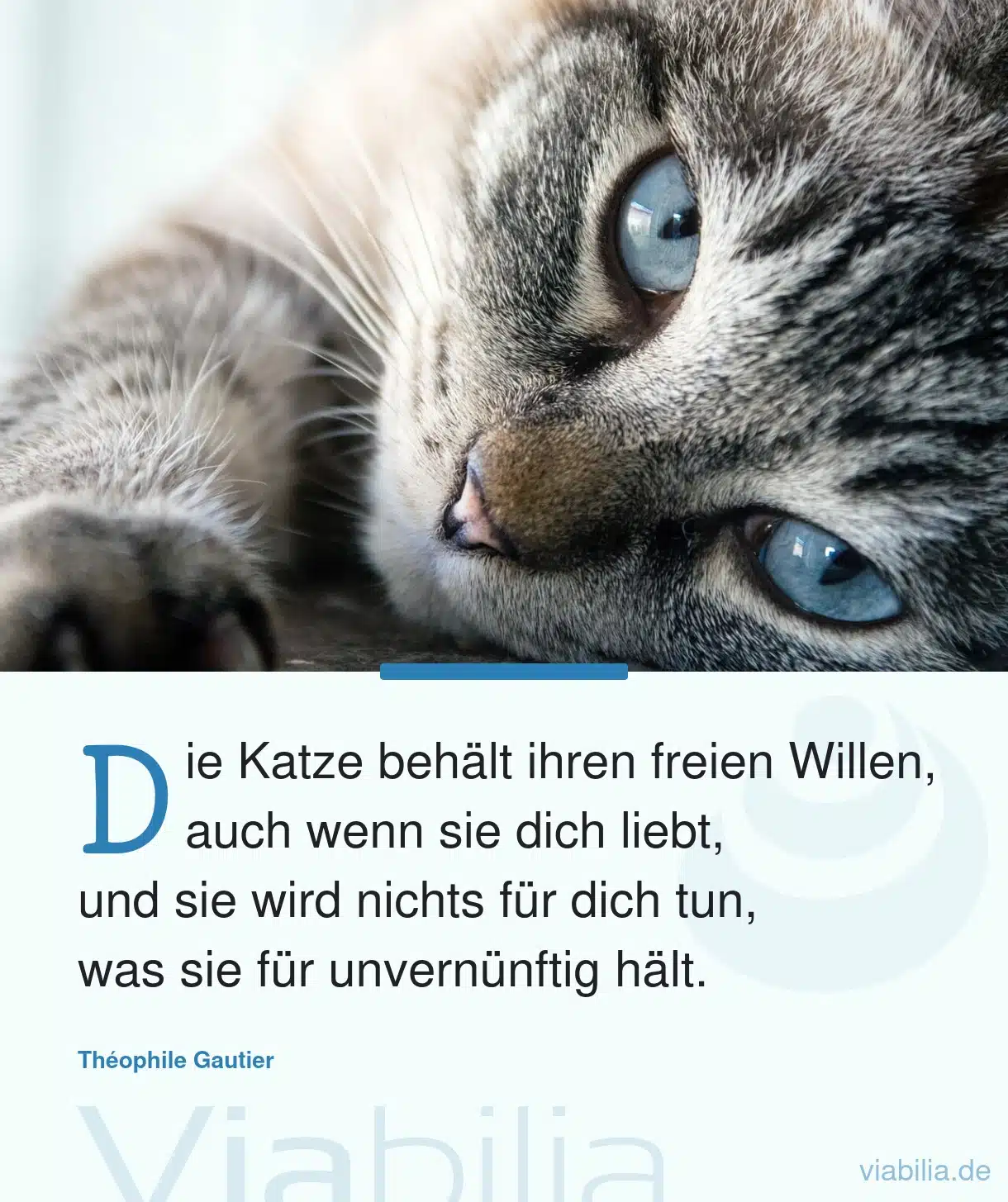 Katzensprüche, hier Spruch: Katze behält freien Willen