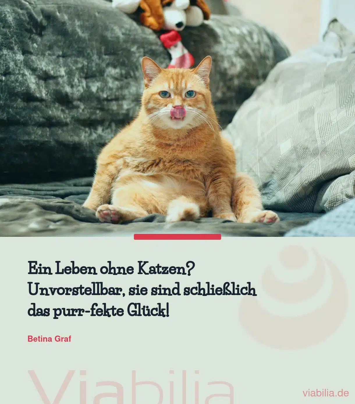 Süße Katzensprüche zum Verlieben