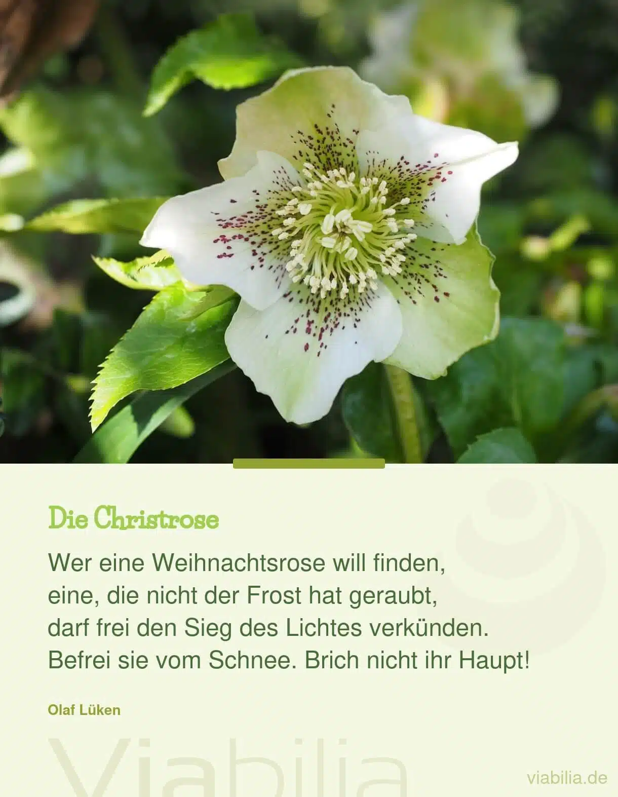 Kurzer Adventsspruch über die Christrose