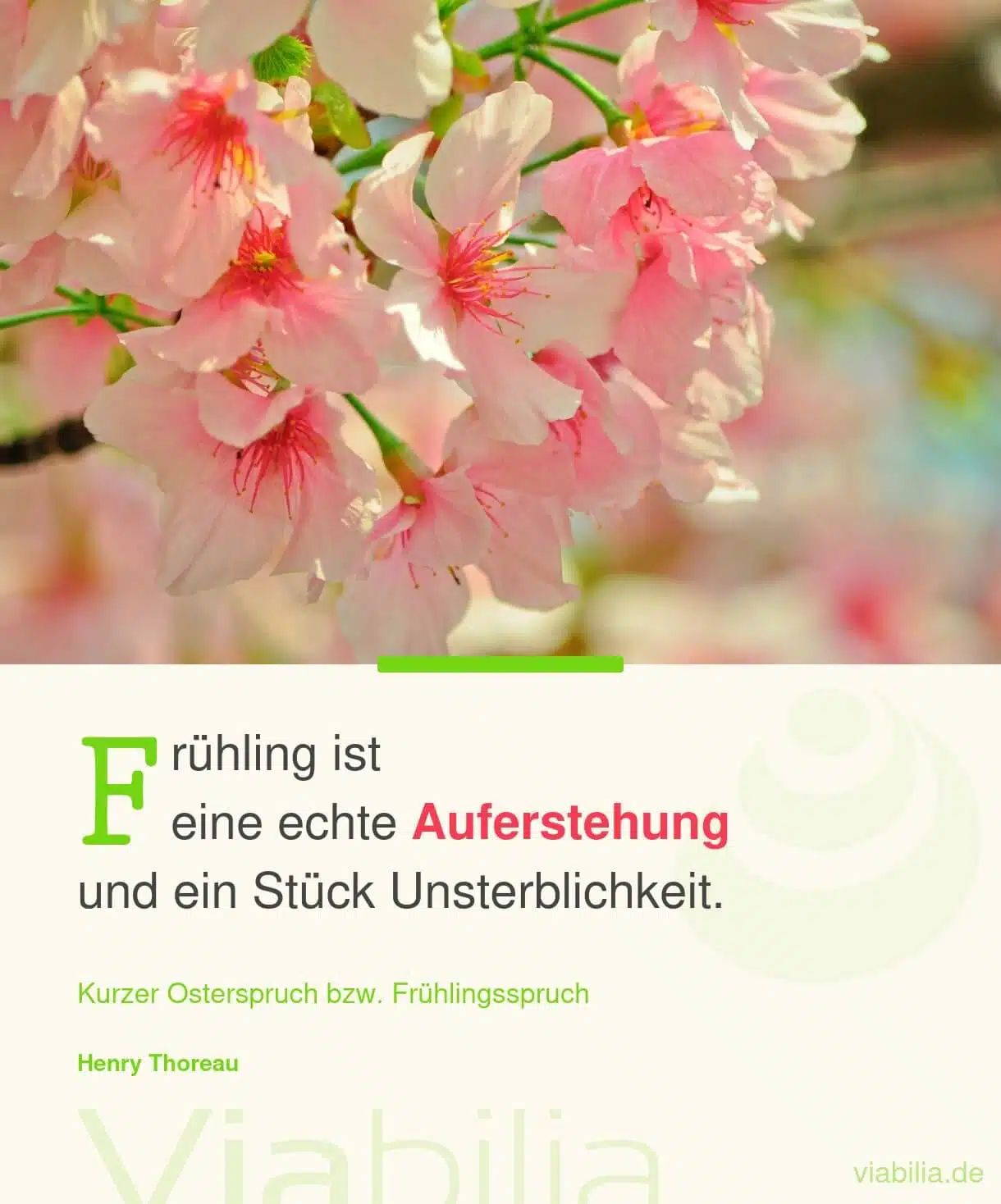 Kurzer Osterspruch: Frühling ist echte Auferstehung