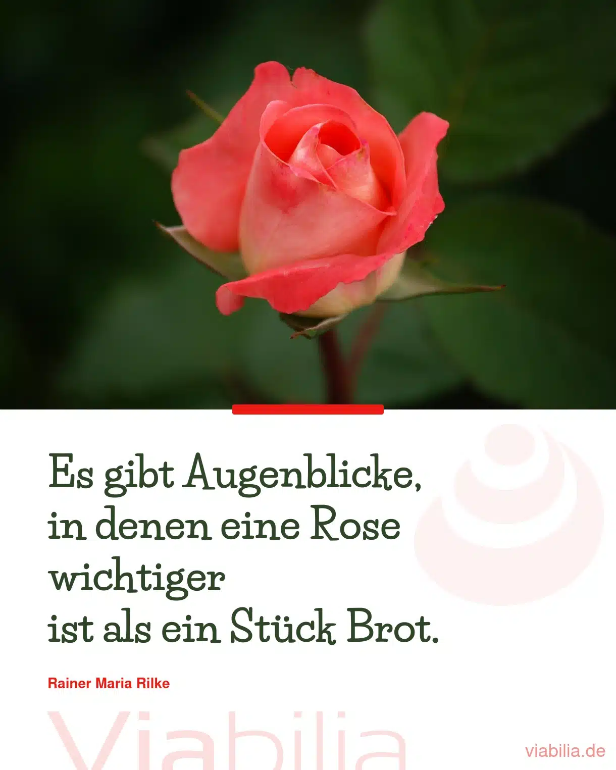 Liebessprüche, hier: Liebesspruch Rose ist wichtiger