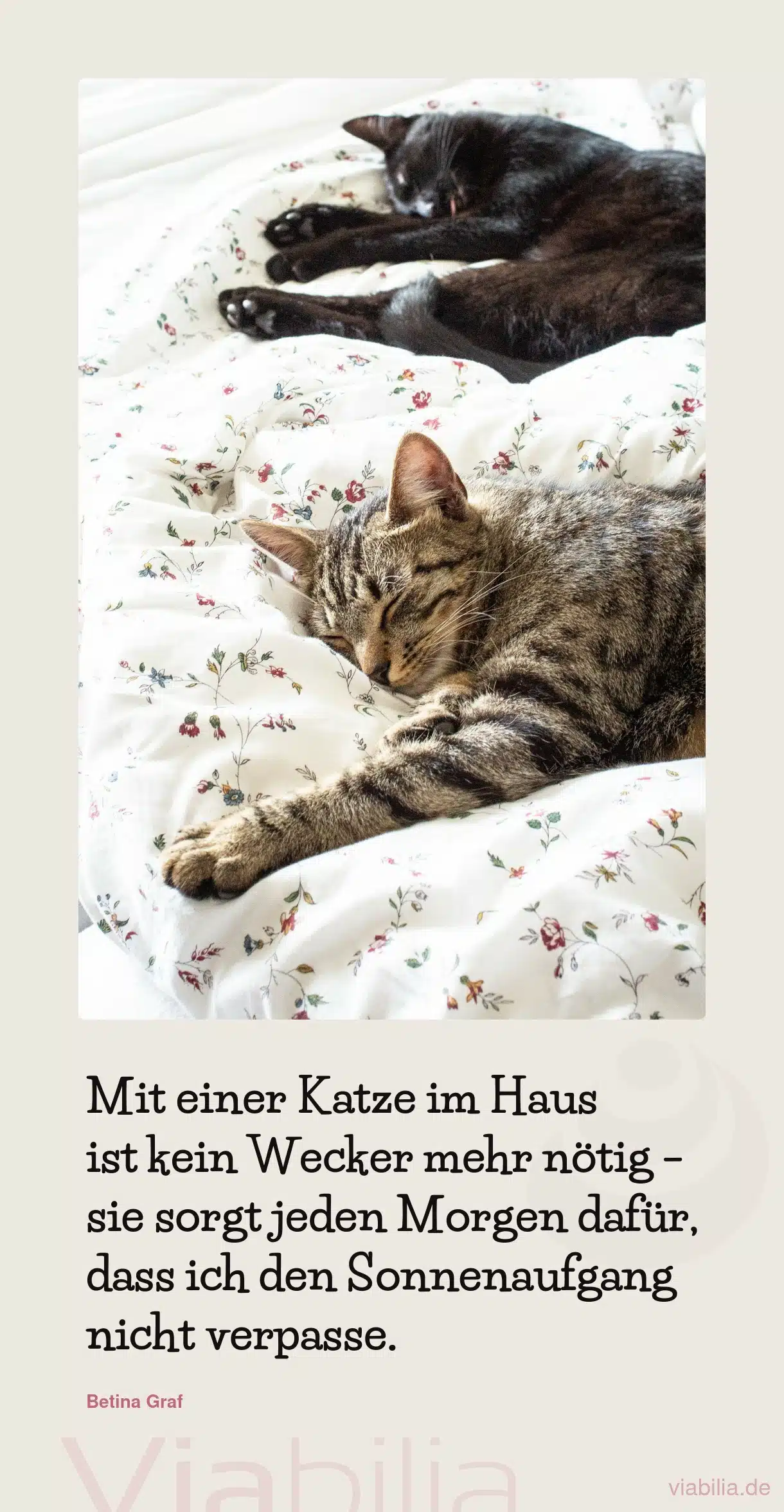 Lustiger Katzenspruch: Katze als Wecker