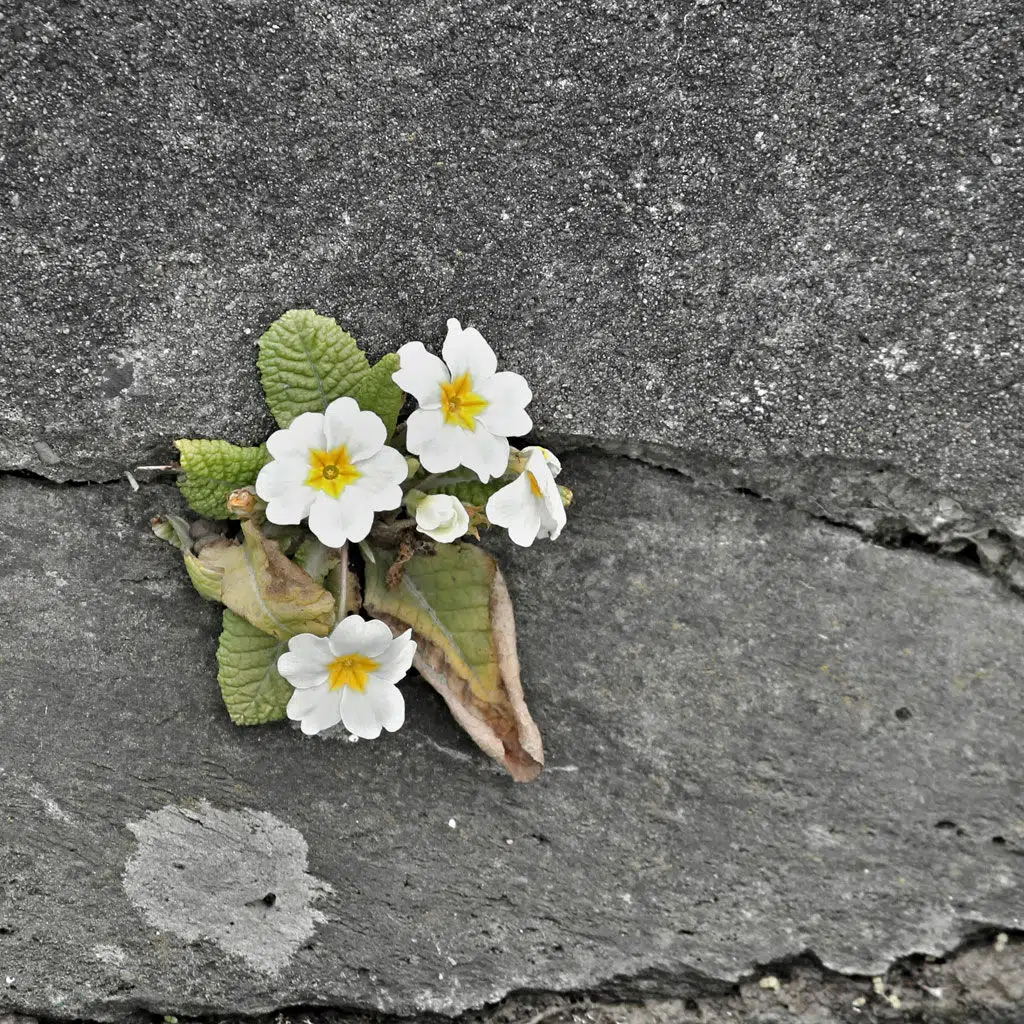 Minimalistisch leben - drei Tugenden