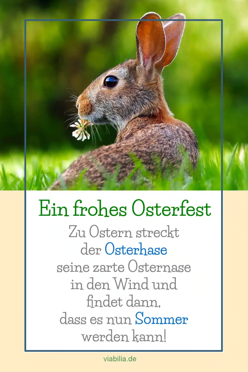 Die Hasen-Osternase (Ostergruß)