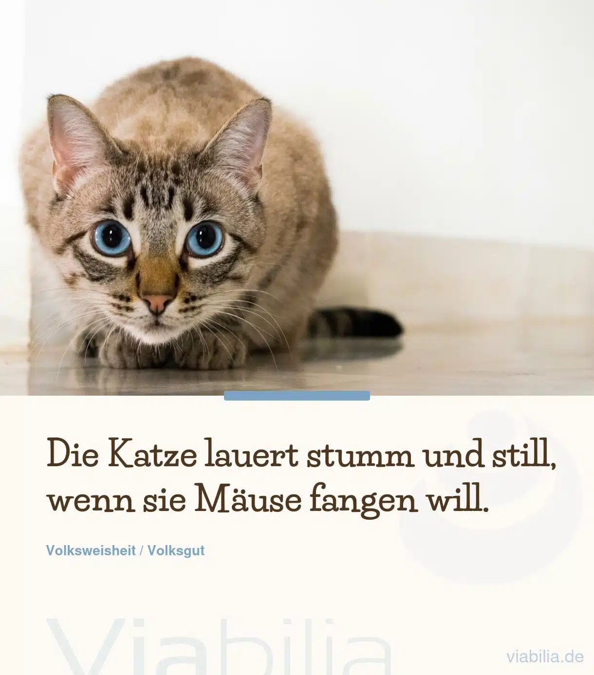 Katzen-Sprichwort: die Katze lauert stumm und still