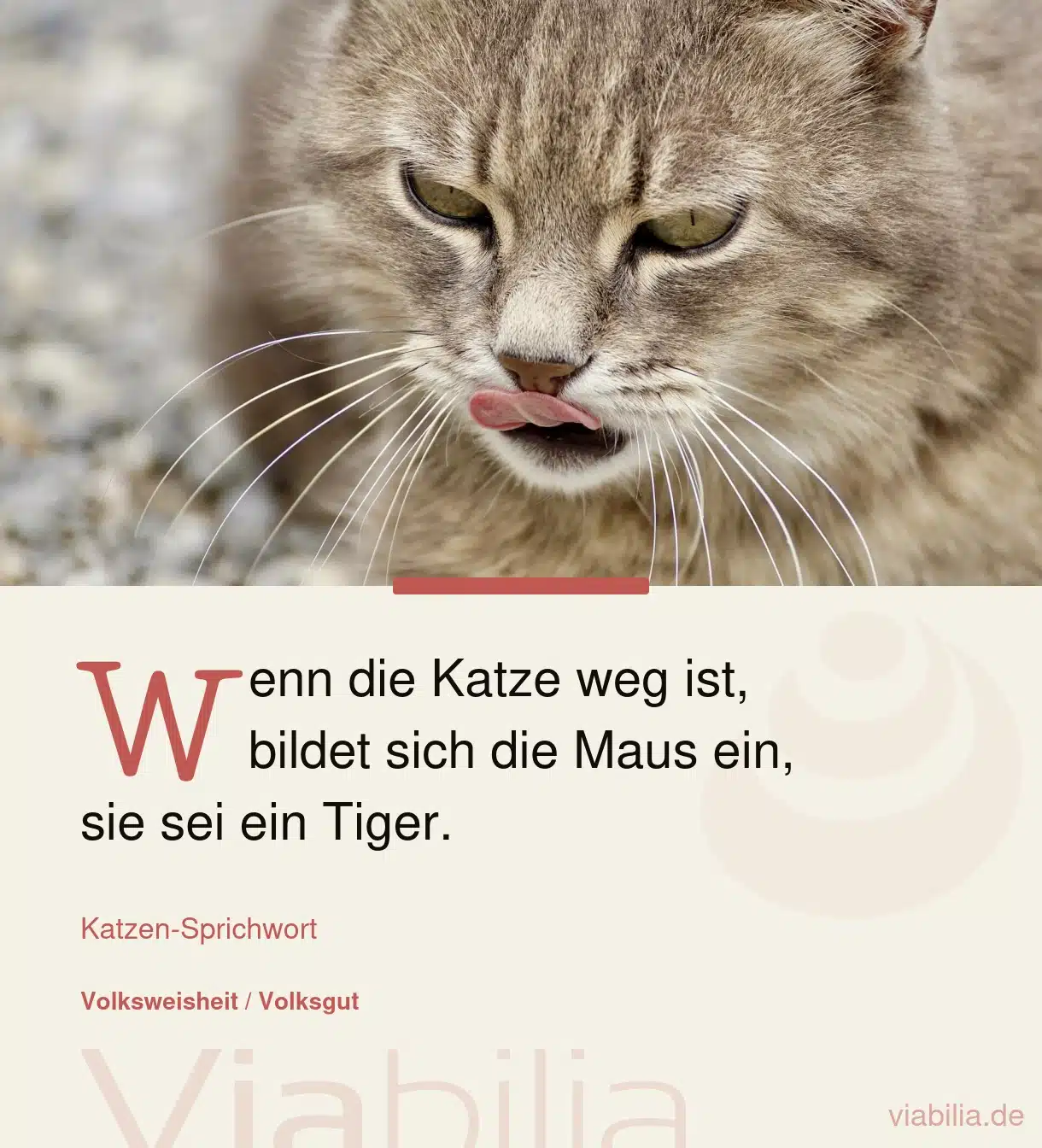 Schöner Katzenspruch: Wenn die Katze weg ist