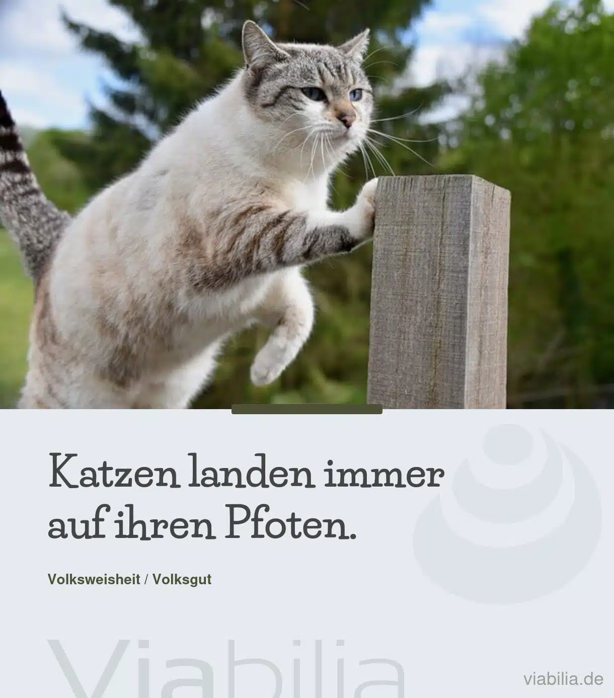 Französisches Sprichwort über Katzen