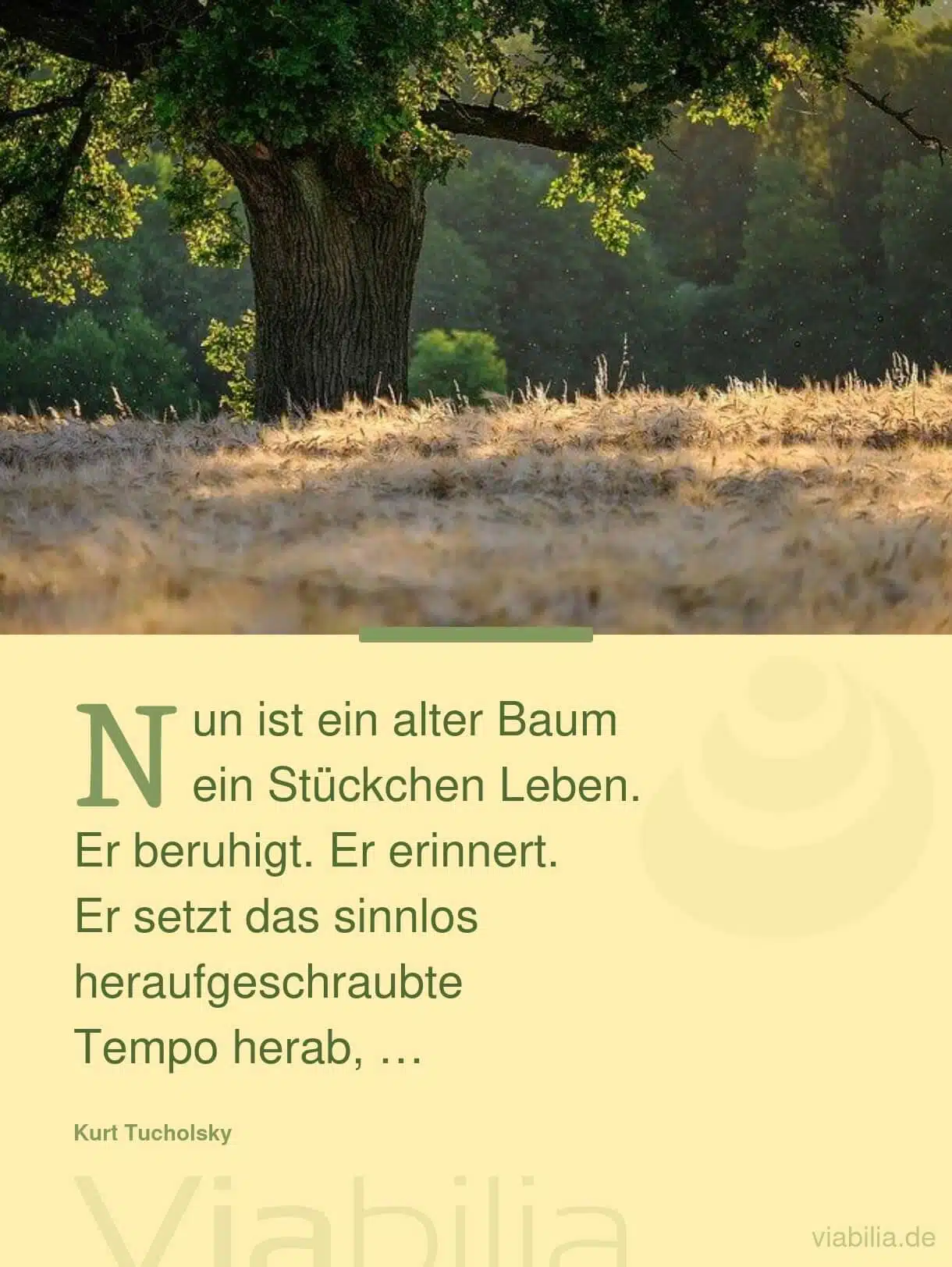 Spruch über einen alten Baum und das Tempo