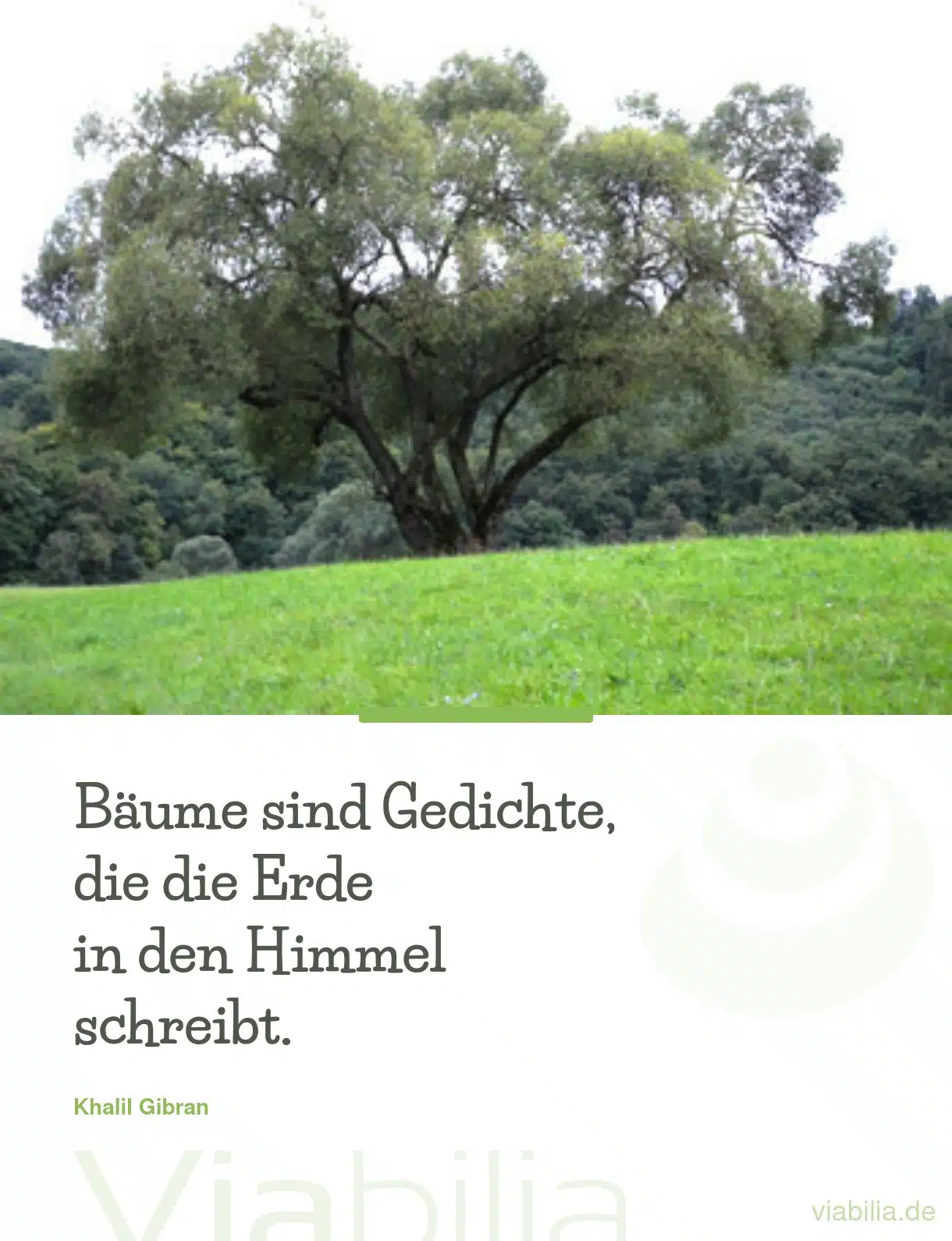 Spruch: Bäume sind Gedichte