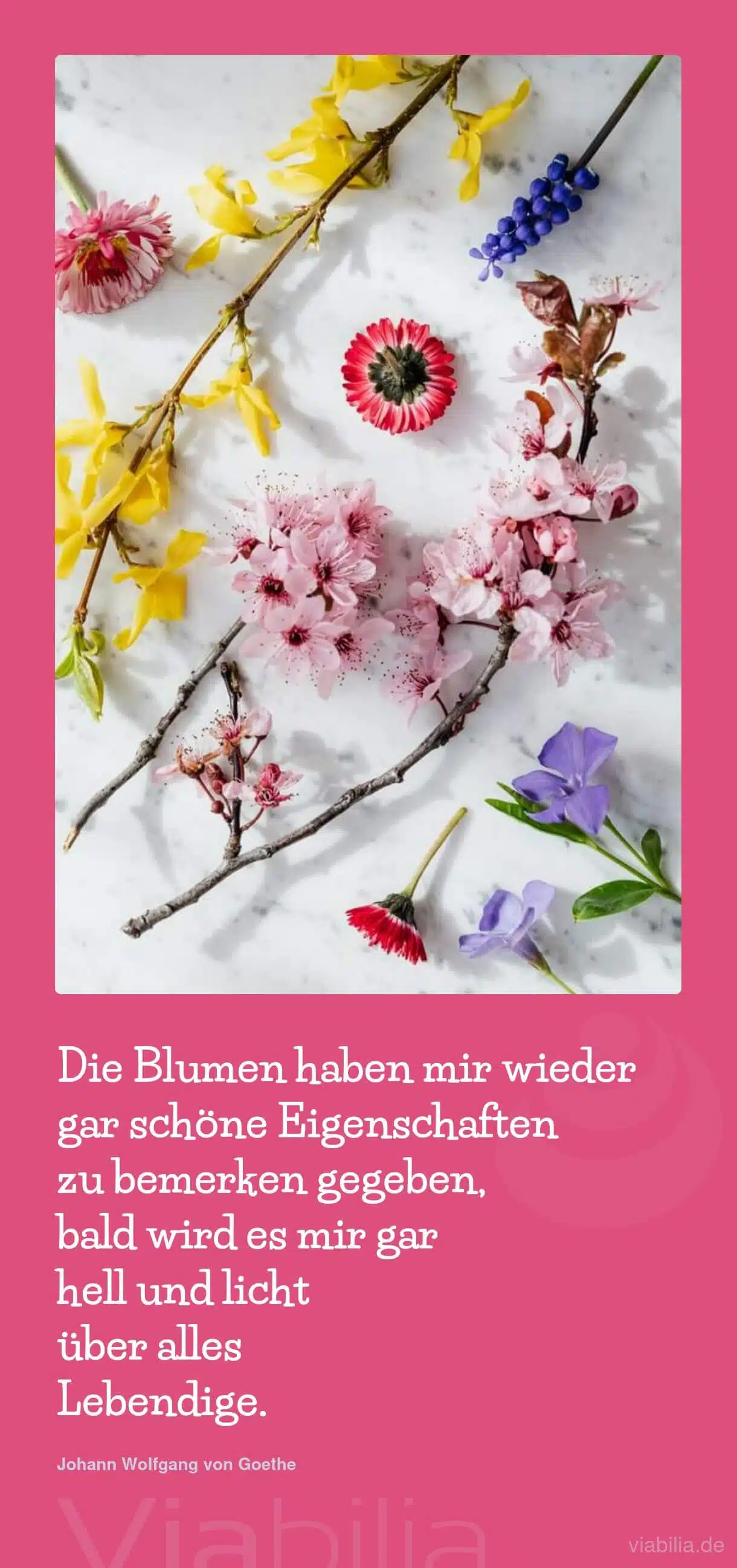 Spruch: Blumen hell und licht