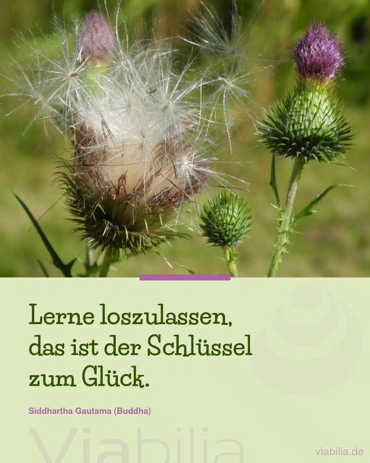 Spruch von Buddha: Lerne loslassen