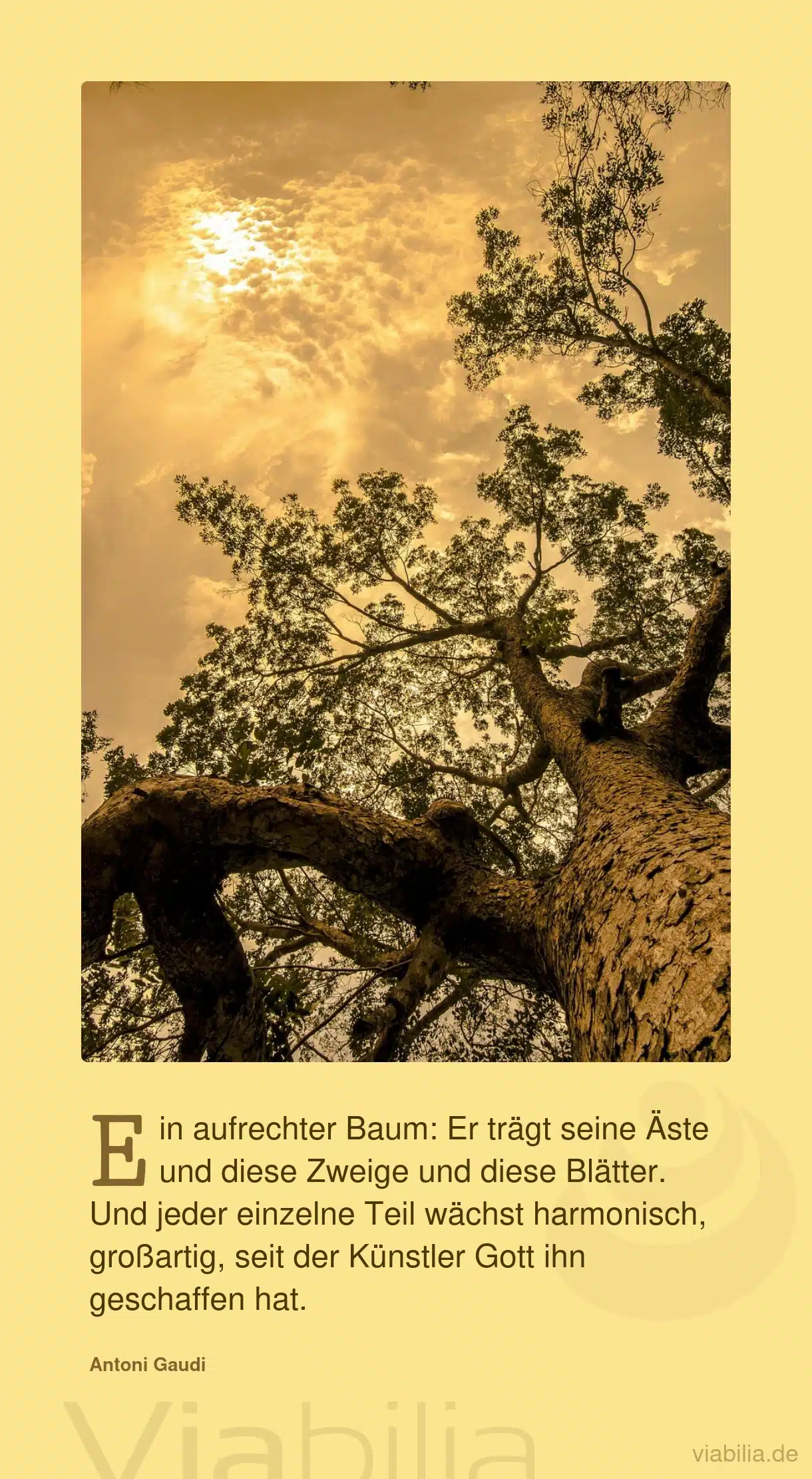 Spruch: ein aufrechter Baum