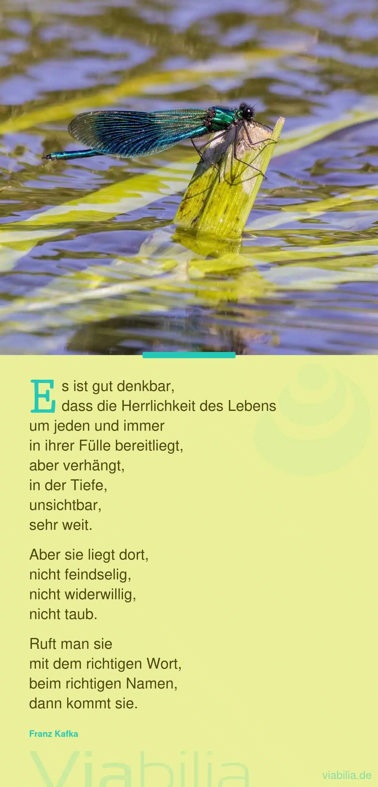 Hoffnungsfroher Spruch über die Herrlichkeit des Lebens