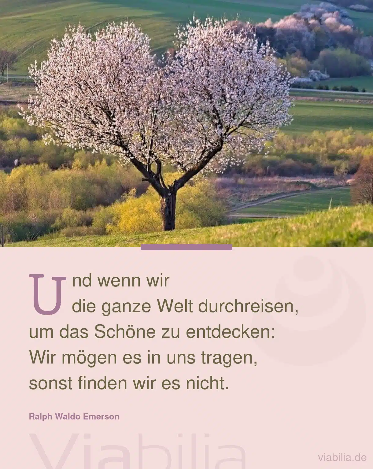 Spruch: Schönes in der Welt entdecken