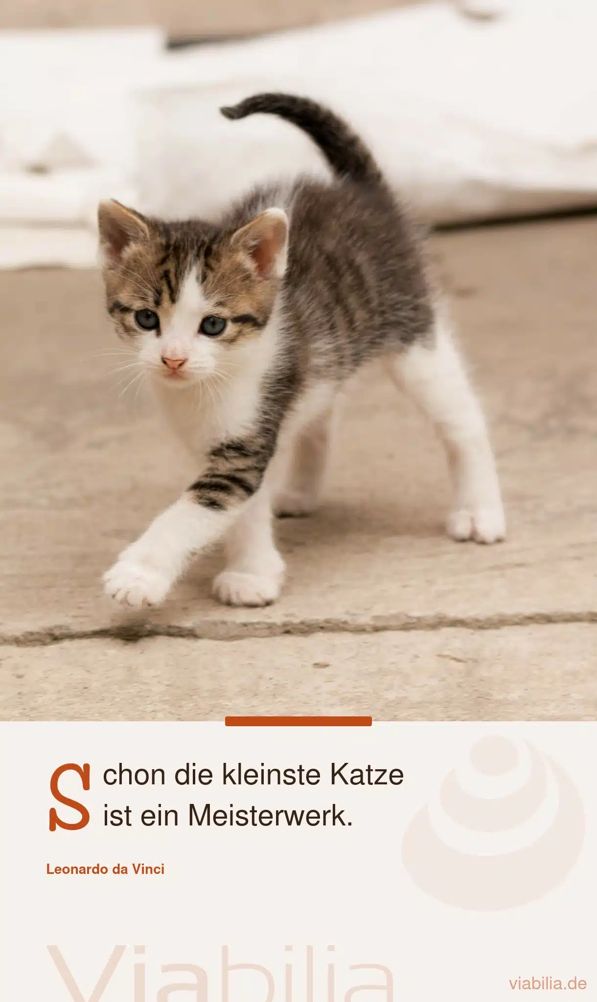 Spruch: Schon die kleinste Katze ist ein Meisterwerk.