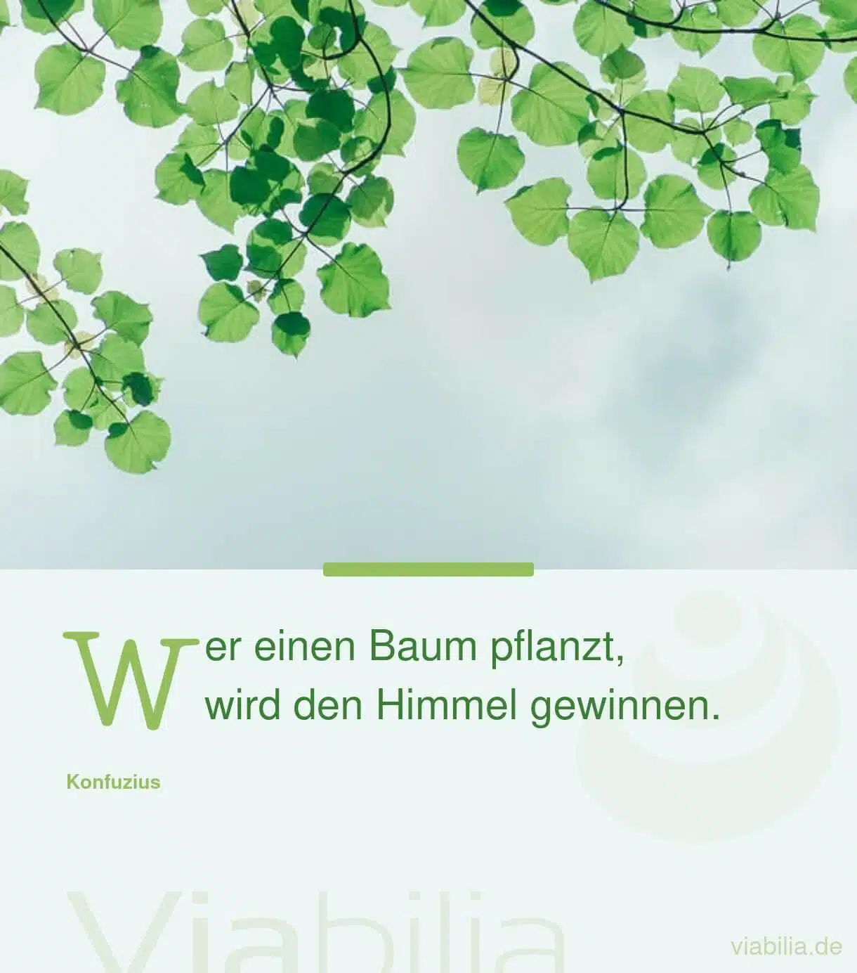 Spruch von Konfuzius über das Pflanzen von einem Baum