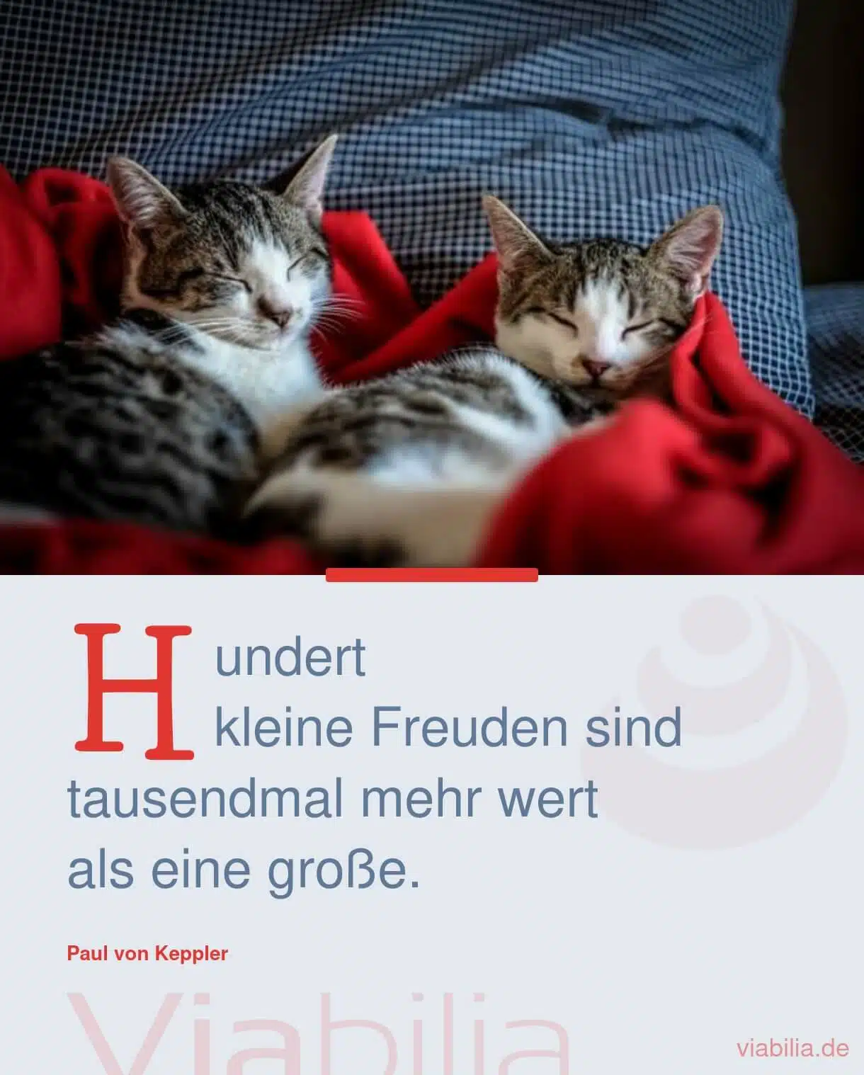 Spruch mit Katzen im Bild: Freude