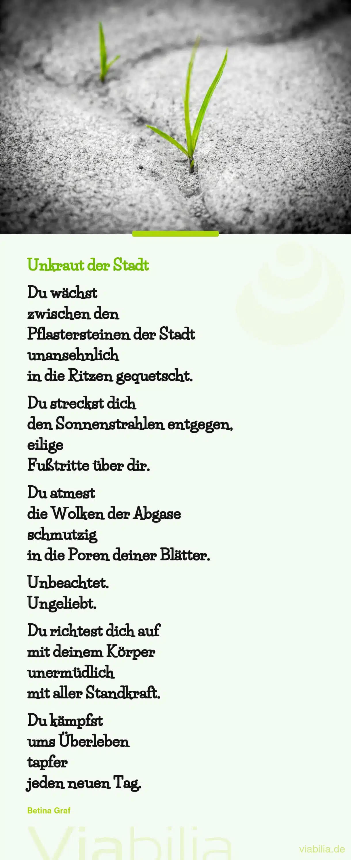 Tröstlicher Spruch: Unkraut der Stadt