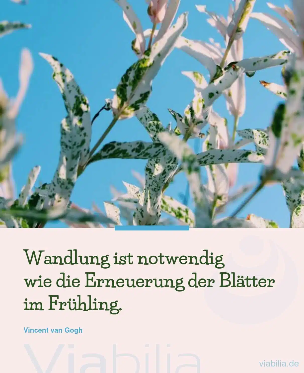 Spruch über Wandlung bzw. Veränderung im Frühling