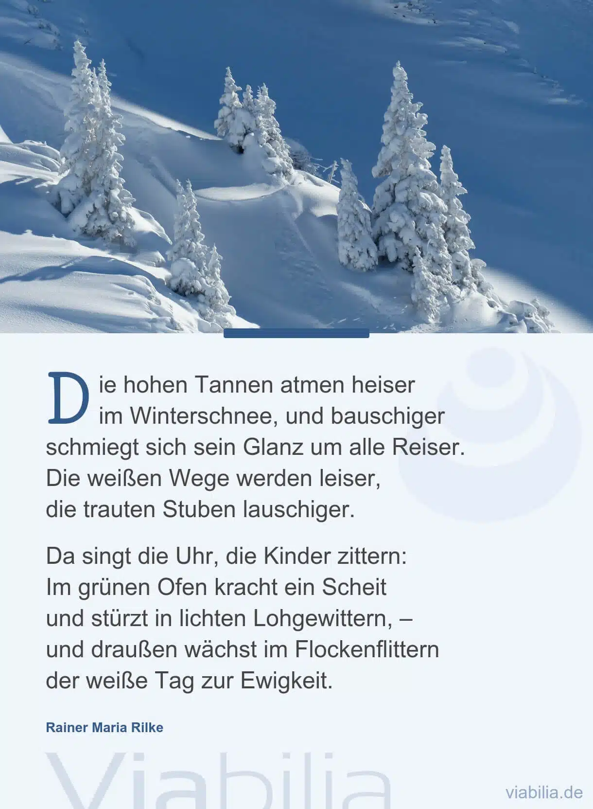 Wintergedicht: hohe Tannen